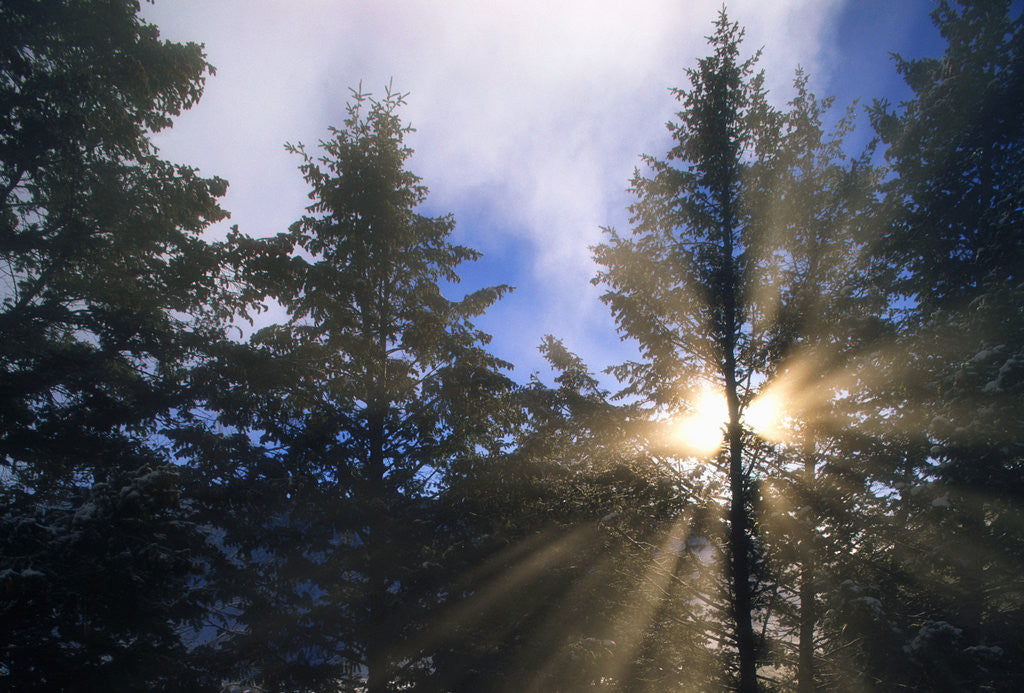 Detail of Sunlight Through Evergreen Forest by Anonymous