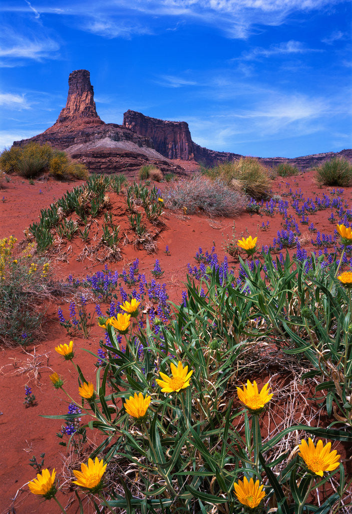 Detail of Wildflowers at Dead Horse Point by Anonymous