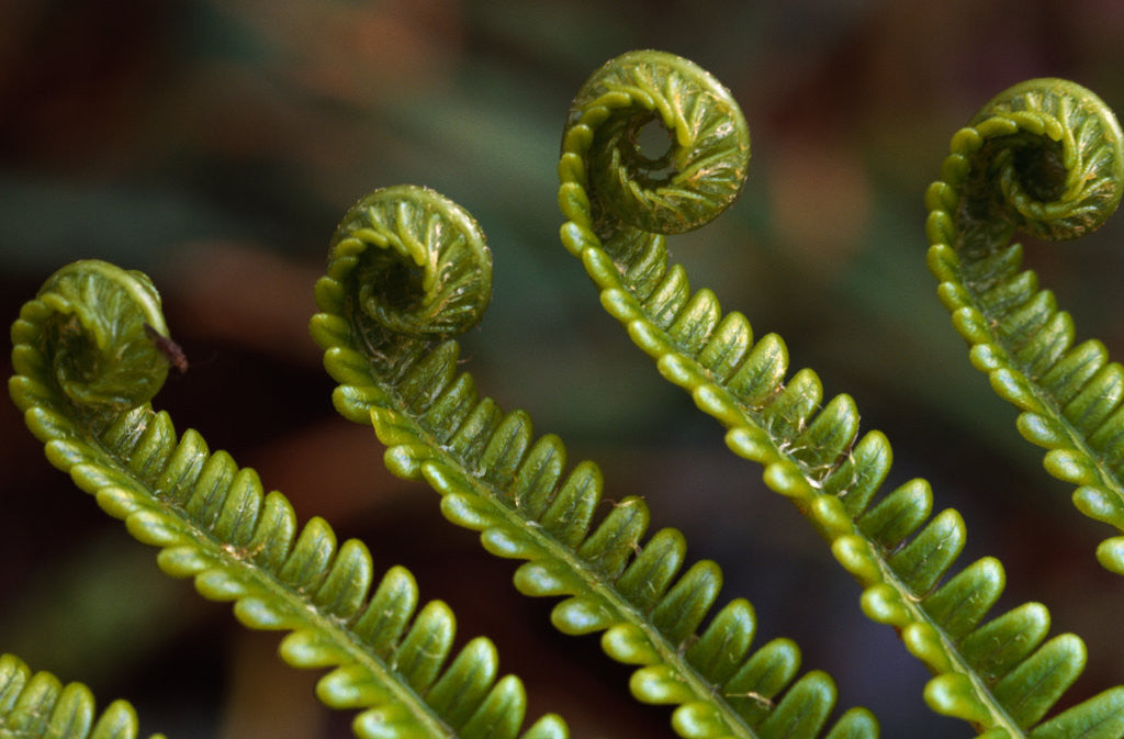 Detail of Bracken Fern Fronds by Anonymous