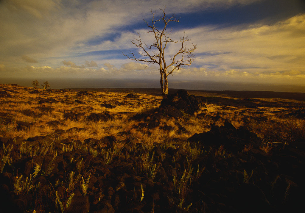 Detail of Tree Killed by Lava Flow by Anonymous