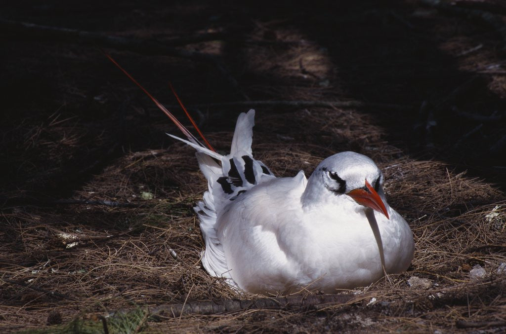 Detail of Nesting Red-Tailed Tropicbird by Corbis