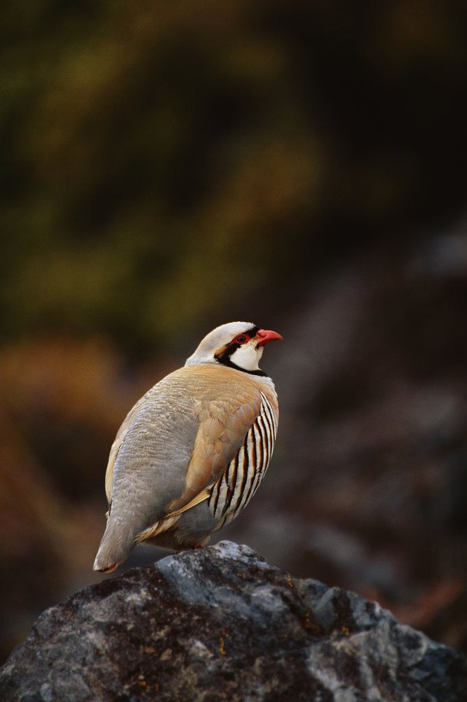 Detail of Chukar Vocalizing by Anonymous