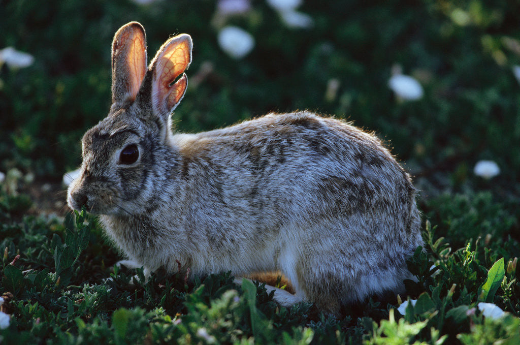 Detail of Eastern Cottontail by Corbis