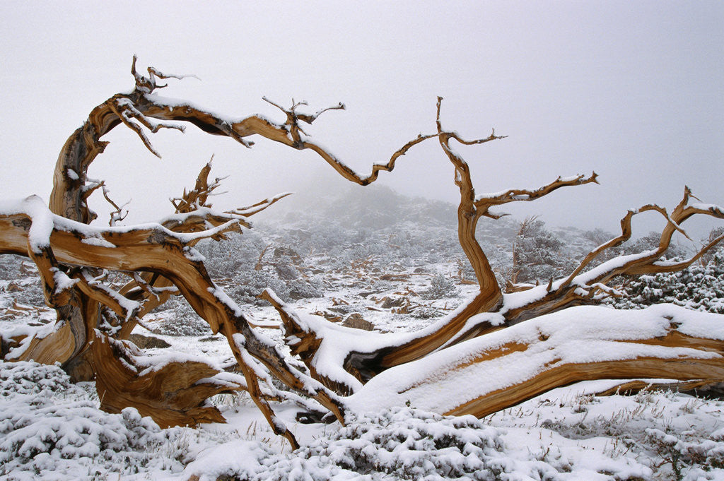 Detail of Snow Covered Bristlecone Pine on Mount Goliath by Anonymous