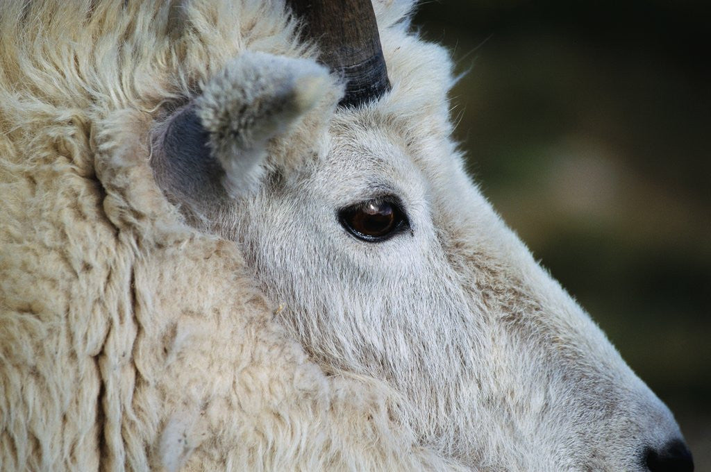 Detail of Mountain Goat by Corbis