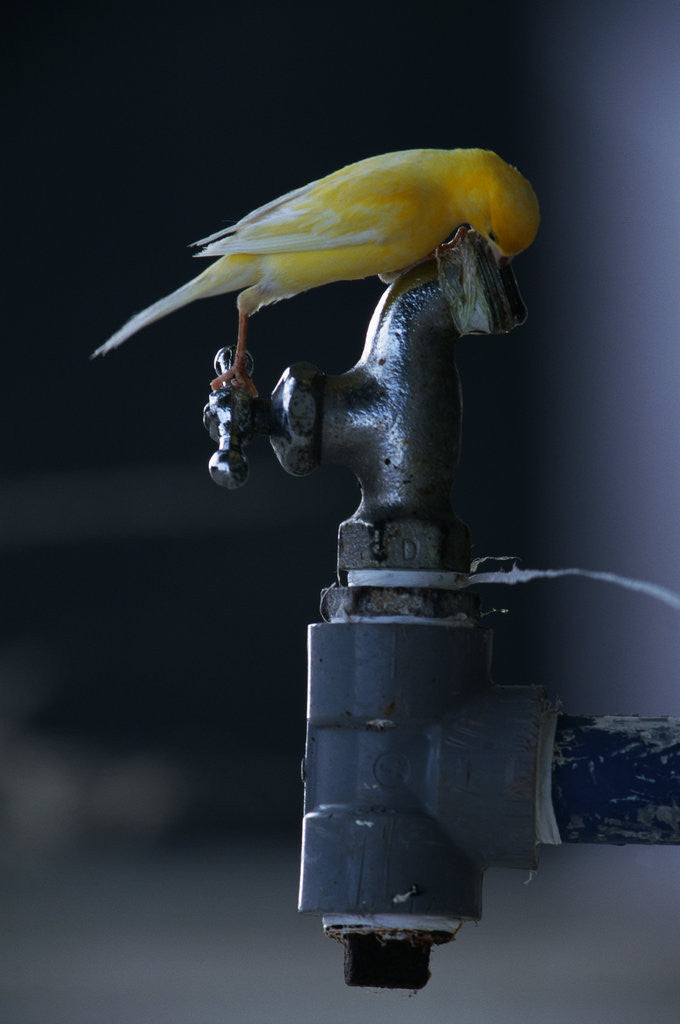 Detail of Common Canary on Water Spigot by Anonymous