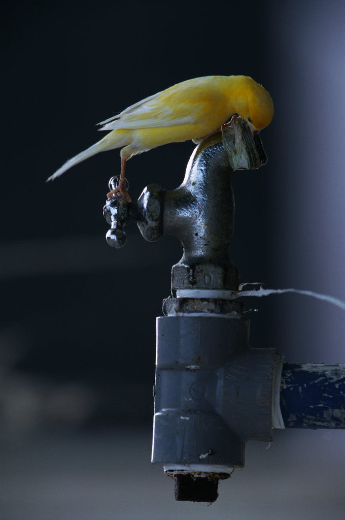 Detail of Common Canary on Water Spigot by Corbis