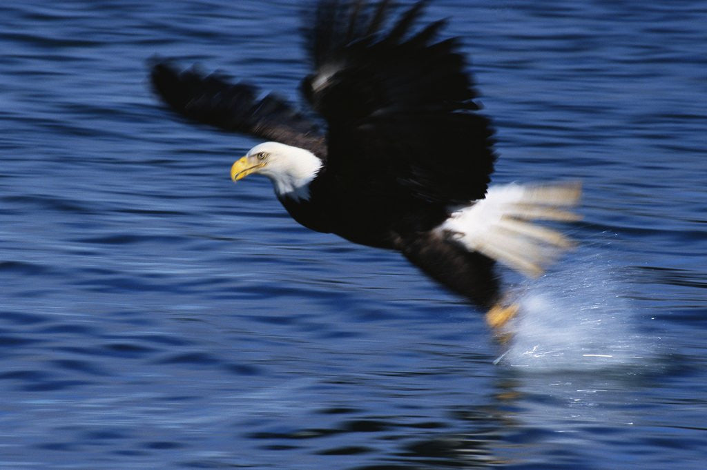 Detail of Bald Eagle Grabbing a Fish by Anonymous