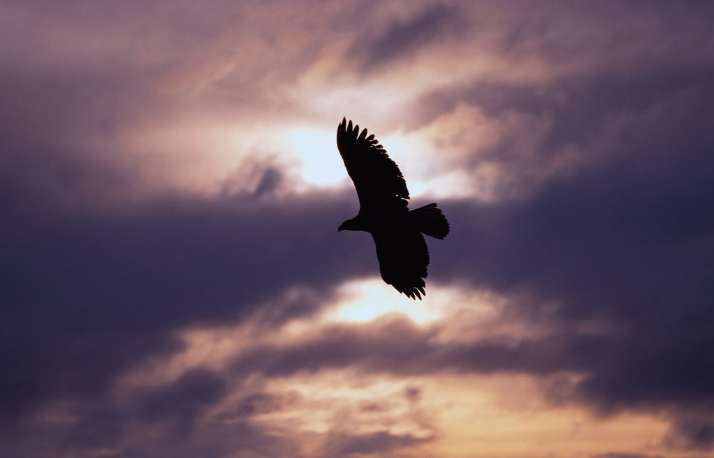 Detail of Bald Eagle in Flight by Anonymous