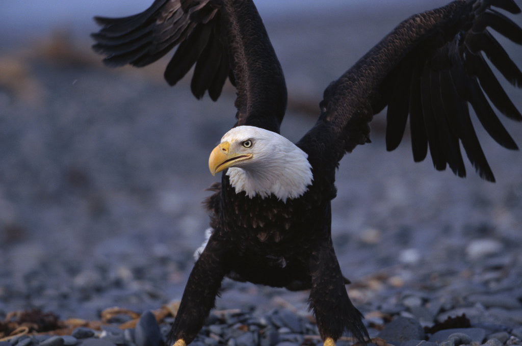 Detail of Bald Eagle Spreading Wings by Corbis