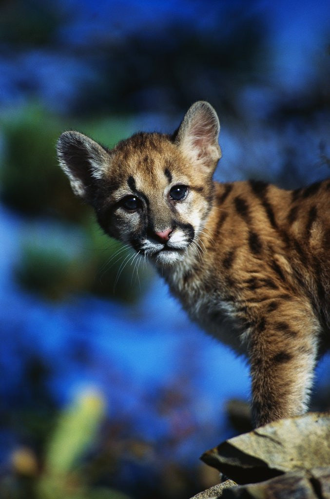 Detail of Mountain Lion Cub by Anonymous