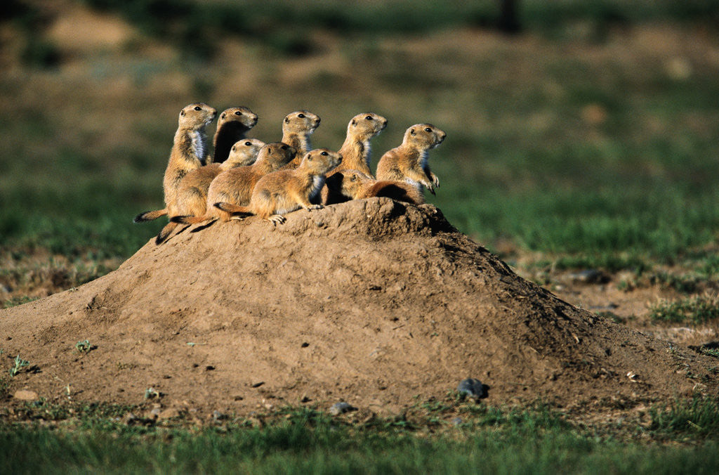Detail of Prairie Dogs at Their Burrow by Anonymous