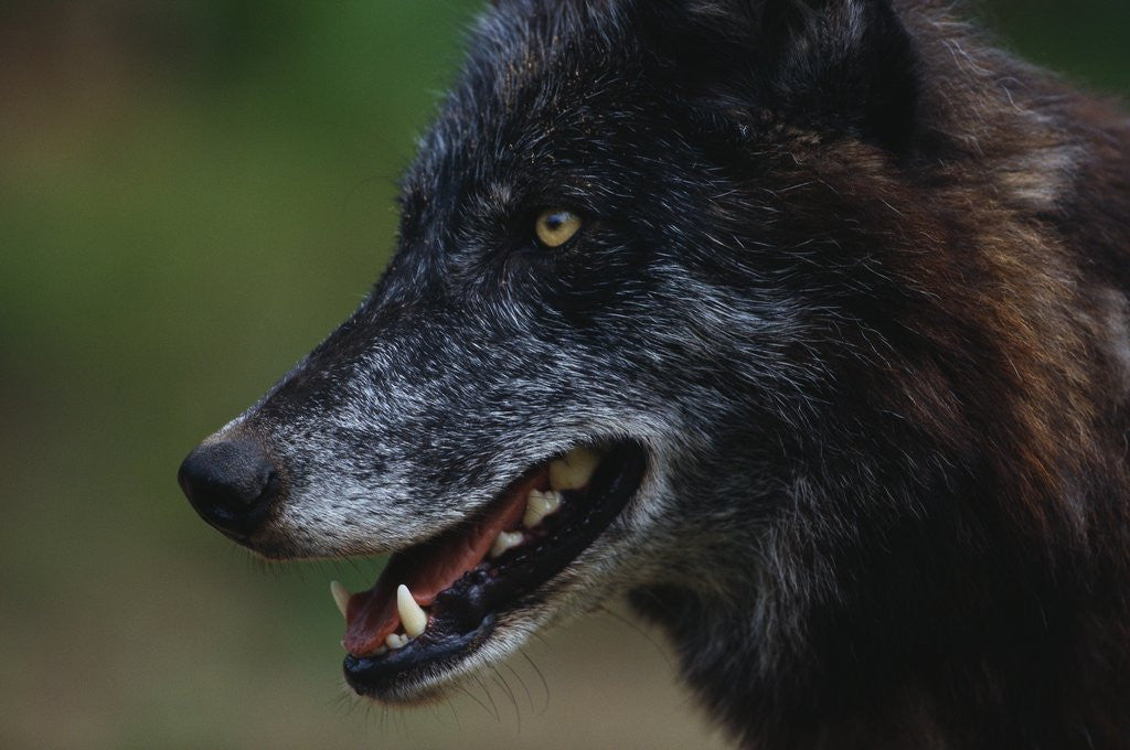 Detail of Gray Wolf by Anonymous