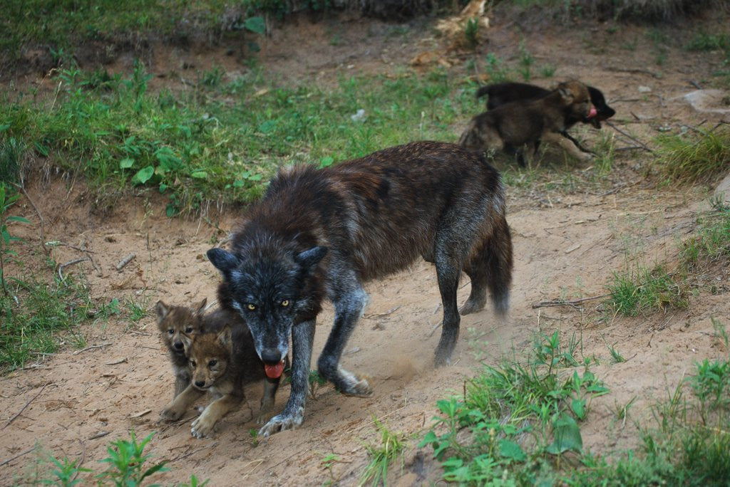Detail of Gray Wolf with Pups by Anonymous