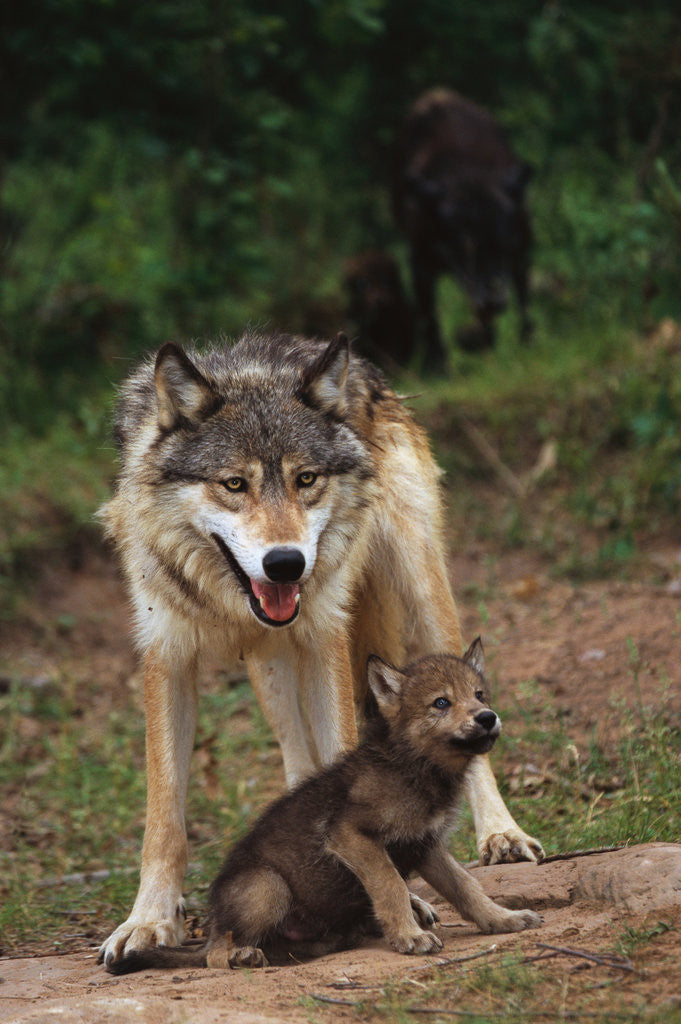 Detail of Grey Wolf with Pup by Anonymous