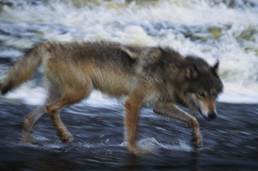 Detail of Gray Wolf in the Kettle River by Anonymous