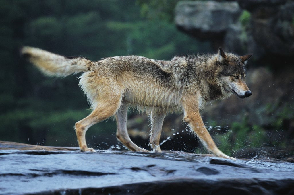 Detail of Gray Wolf in the Kettle River by Anonymous