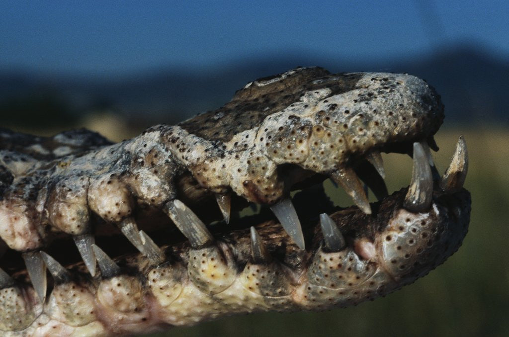 Detail of Mouth of an American Crocodile by Corbis