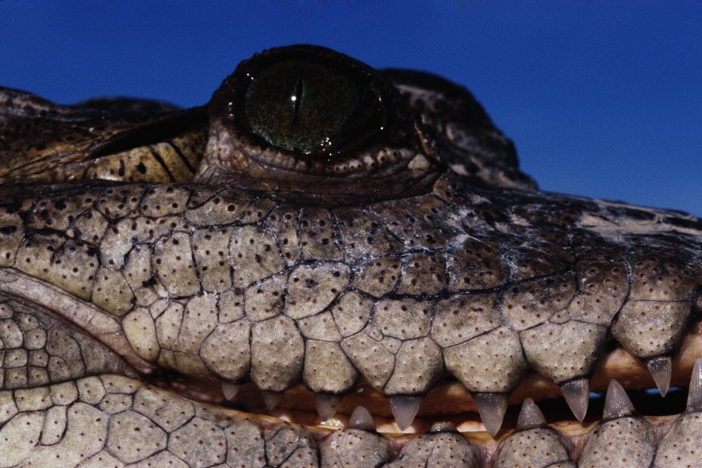Detail of Eye of an American Crocodile by Anonymous