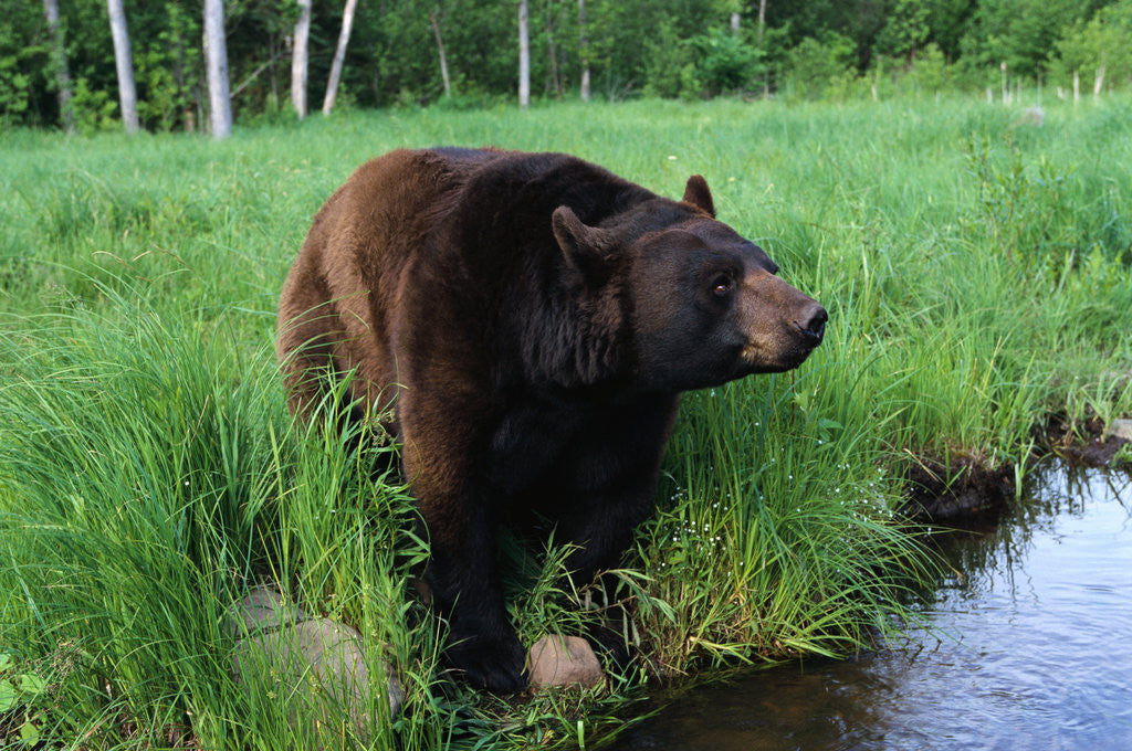 Detail of Black Bear by Anonymous