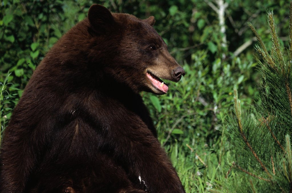 Detail of Black Bear by Anonymous