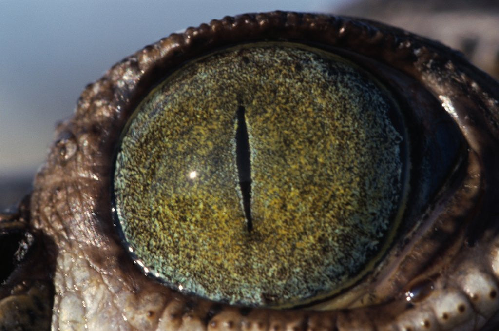 Detail of Close-up of American Crocodile Eye by Anonymous