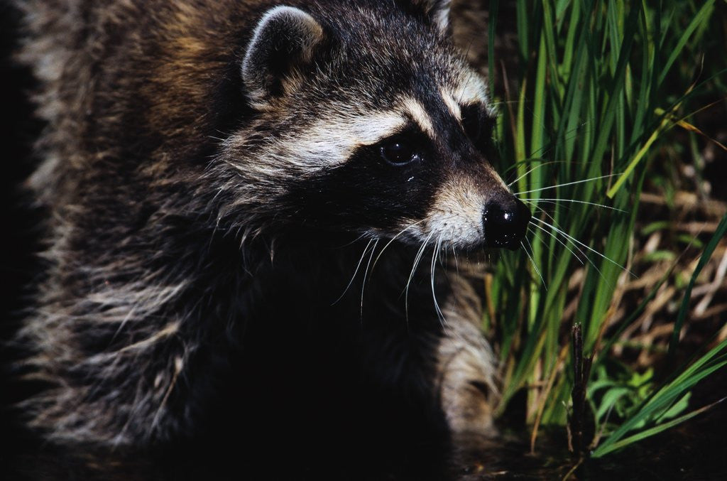Detail of Raccoon by Anonymous