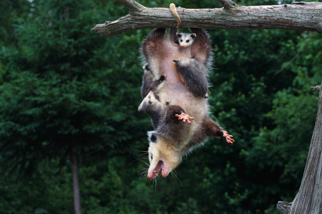 Detail of American Opossum with Young by Anonymous