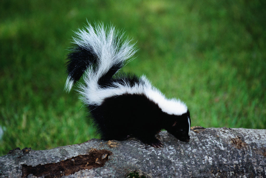 Detail of Striped Skunk by Anonymous