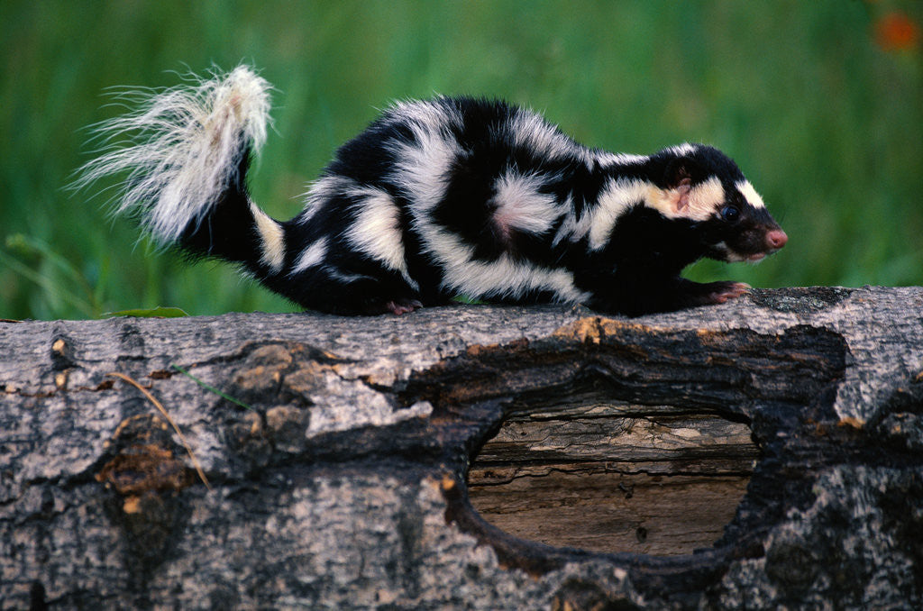 Detail of Eastern Spotted Skunk by Anonymous