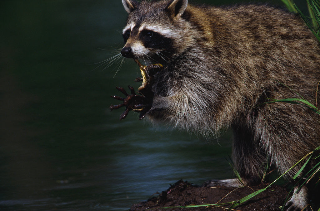 Detail of Raccoon Eating a Leopard Frog by Anonymous