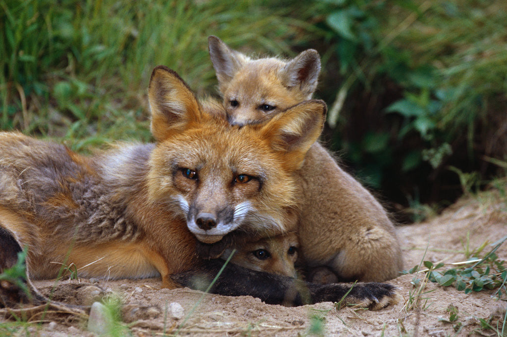 Detail of Mother Red Fox and Pups by Anonymous