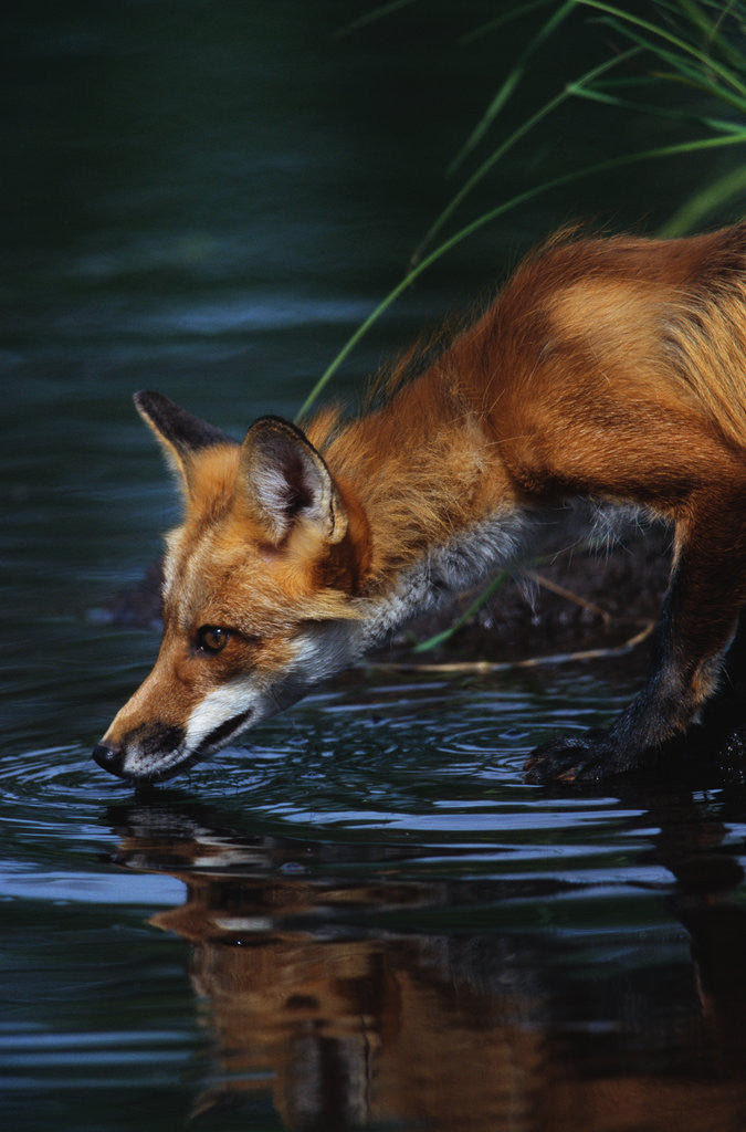 Detail of Red Fox Drinking Water by Anonymous