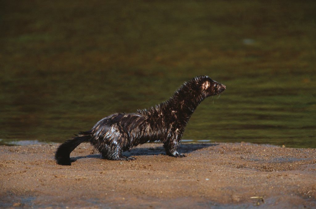 Detail of American Mink by Anonymous