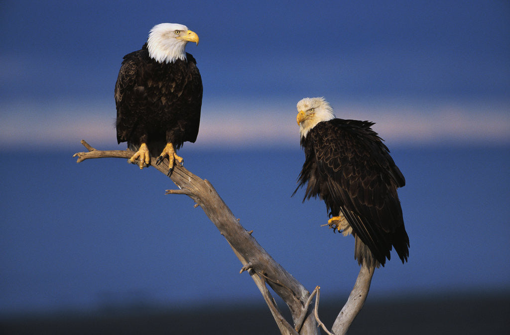 Detail of Bald Eagles Perching by Anonymous