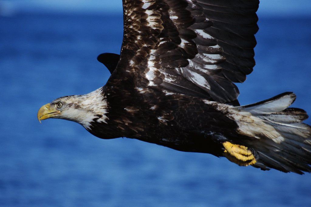 Detail of Bald Eagle Flying by Anonymous