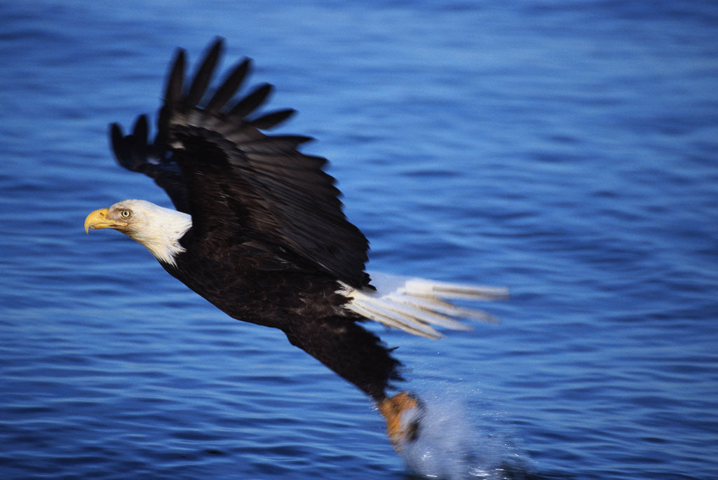 Detail of Bald Eagle Grabbing a Fish by Anonymous