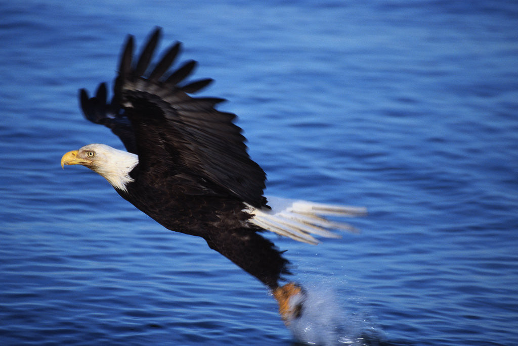 Detail of Bald Eagle Grabbing a Fish by Corbis