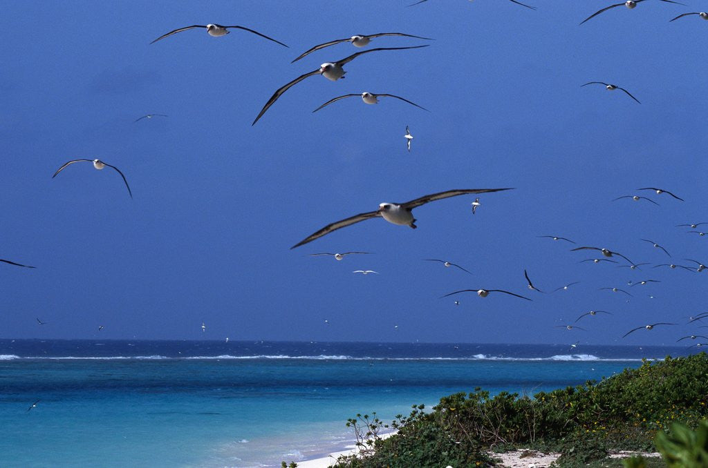 Detail of Laysan Albatrosses Flying by Anonymous