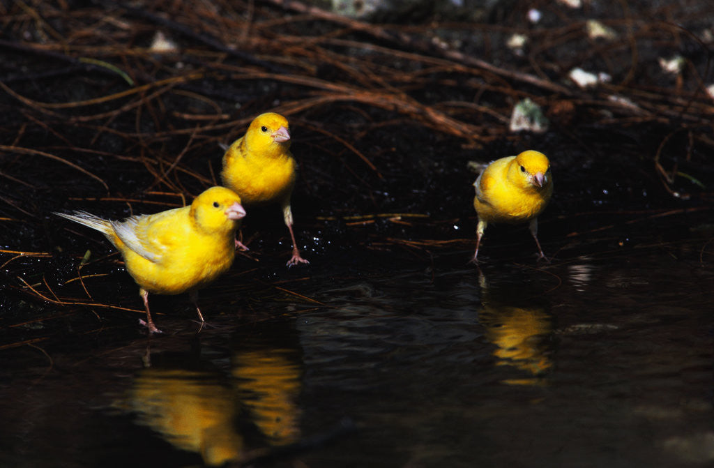 Detail of Canaries Standing by Water by Corbis