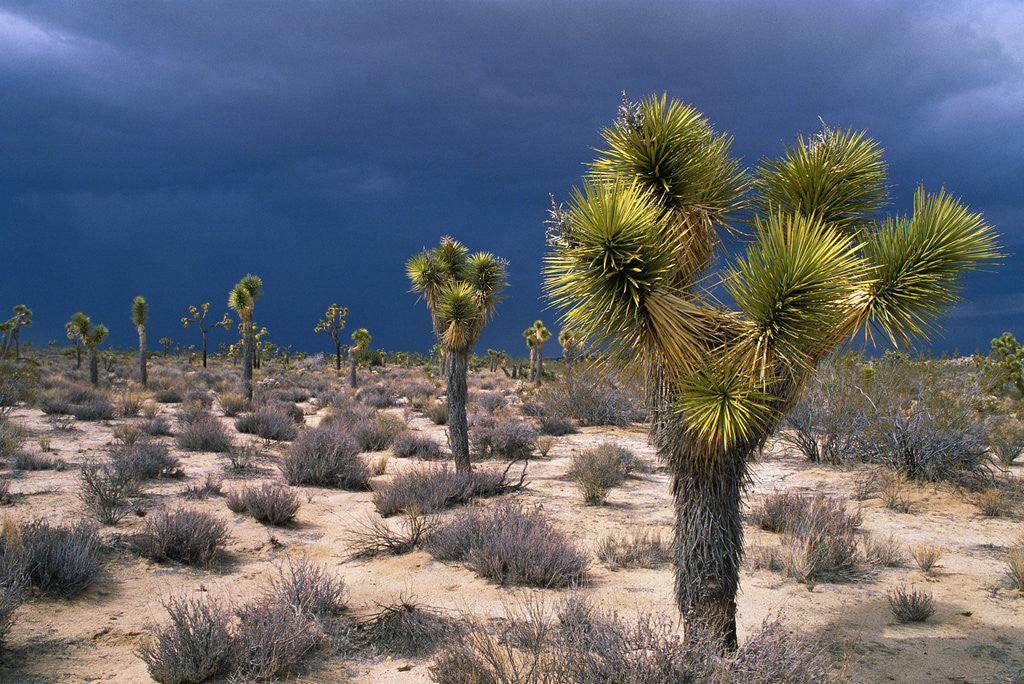 Detail of Storm Clouds Over Joshua Trees by Anonymous