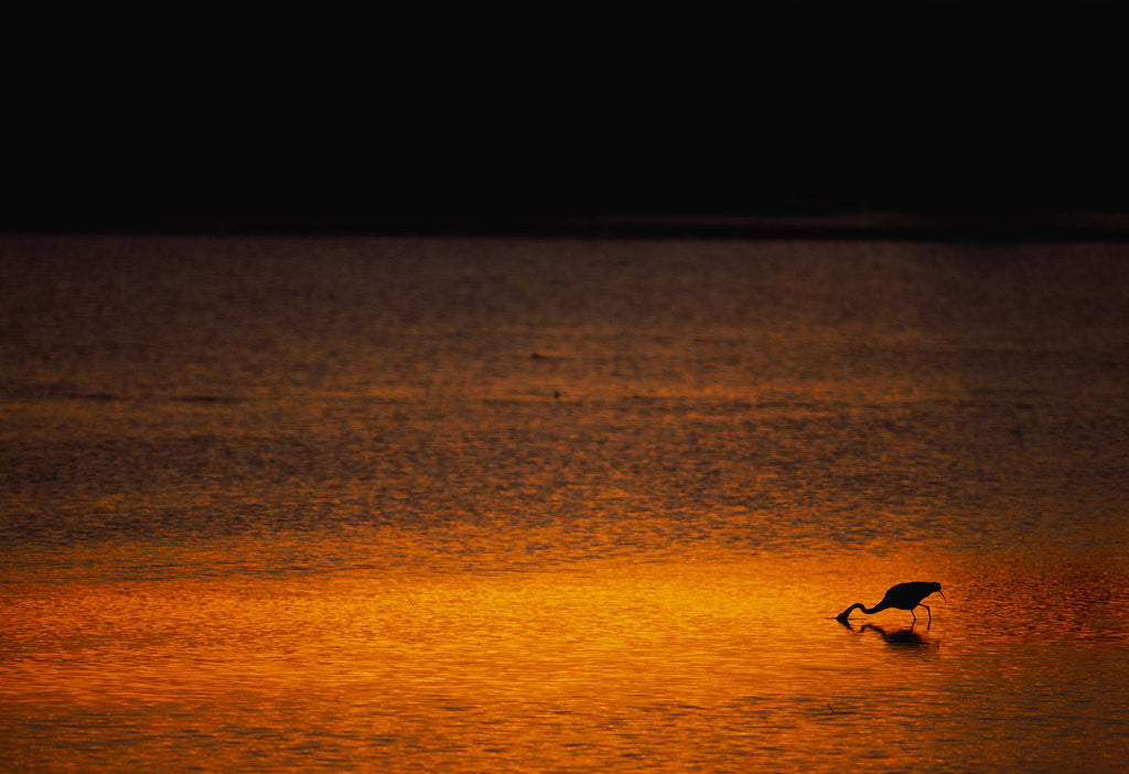 Detail of Heron Feeding at Sunset by Anonymous