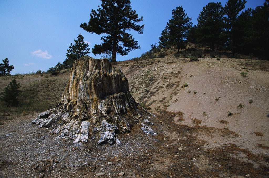 Detail of Petrified Redwood in Florissant Fossil Beds National Monument by Anonymous