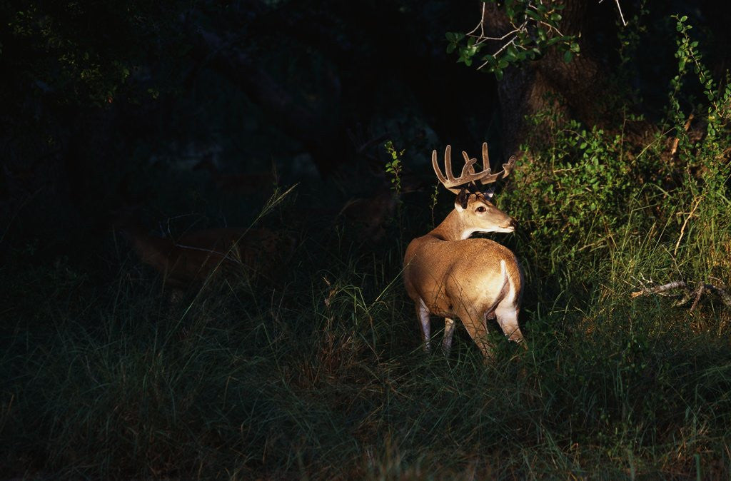 Detail of White-Tailed Deer by Corbis