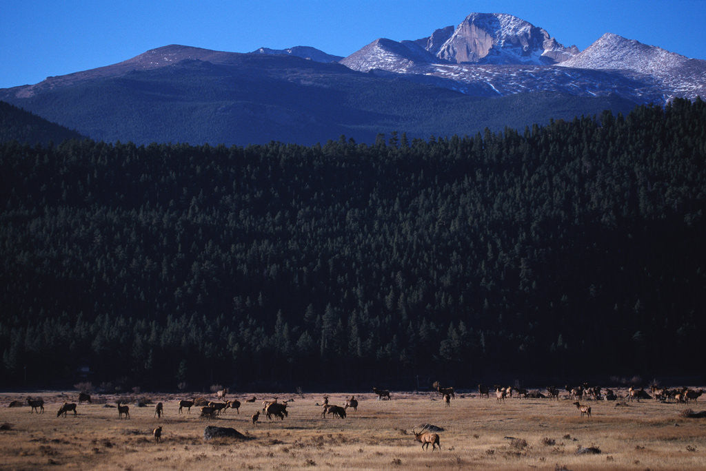 Detail of Elk Herd near Long's Peak by Anonymous