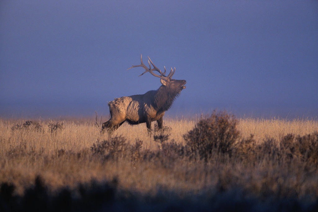 Detail of Bull Elk Calling by Anonymous