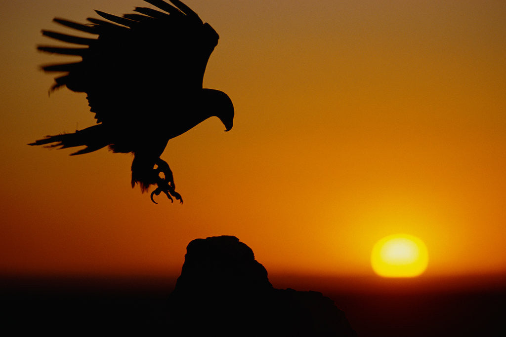 Detail of Golden Eagle at Sunset by Anonymous