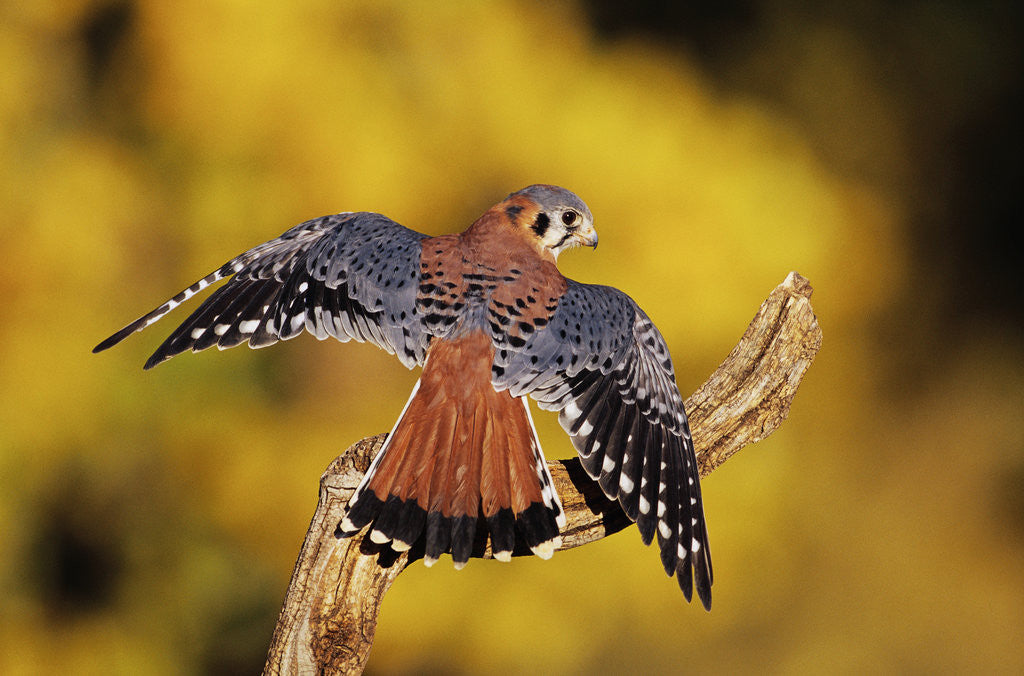 Detail of American Kestrel by Anonymous