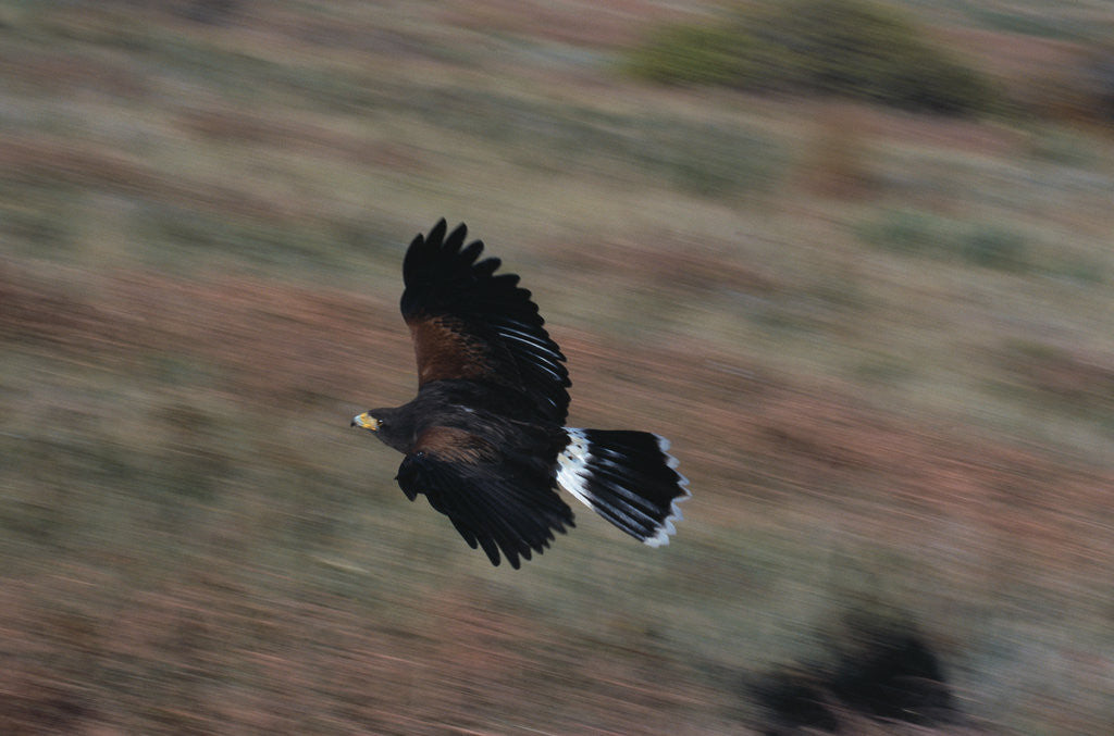 Detail of Harris' Hawk in Flight by Anonymous