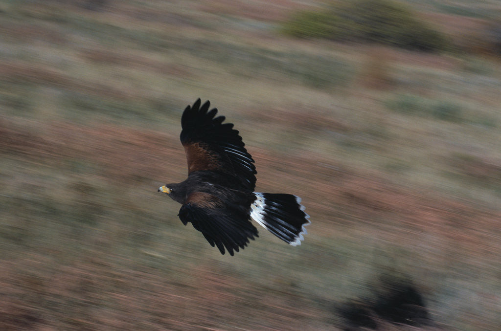Detail of Harris' Hawk in Flight by Corbis